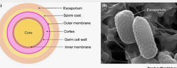Image of c diff spore