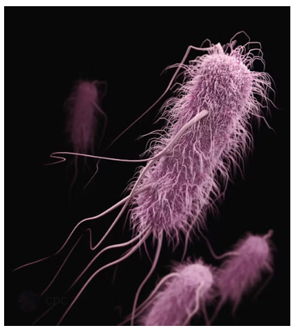 Image of a clostridium difficile bacteria