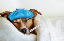 Image of a sick dog